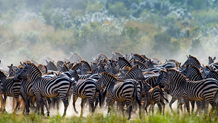 Things to Do in the Serengeti 